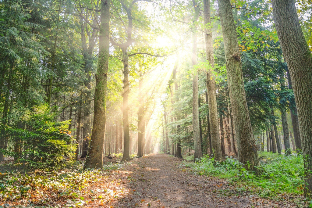 forest scenery